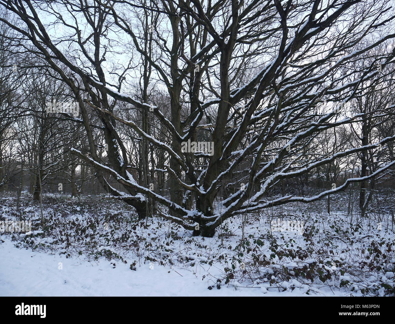 London, Großbritannien. 28. Februar, 2018. Schnee blast hits London, Claybury Park in eine Decke von Weiß. Beitrag Katherine Da Silva/Alamy leben Nachrichten Stockfoto
