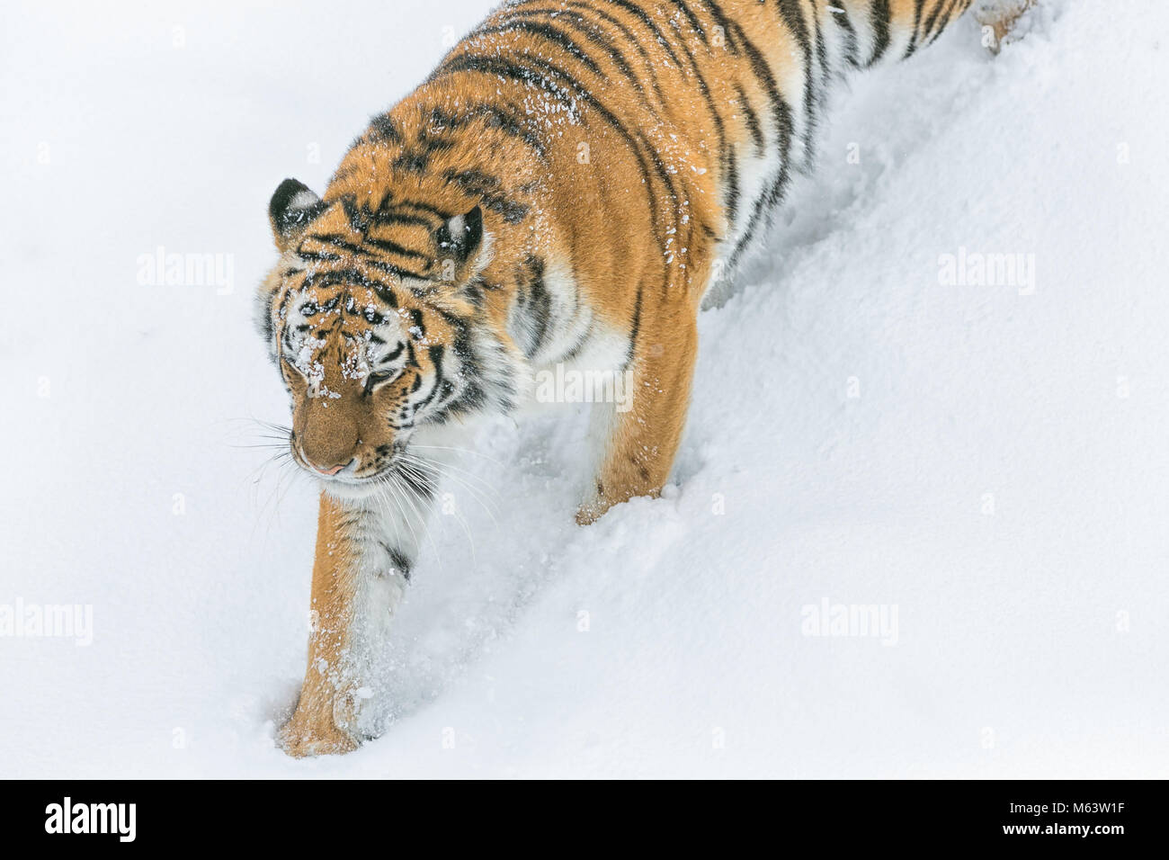 Yorkshire Wildlife Park, Doncaster. 28 Feb, 2018. UK Wetter: ein Tiger streicht im Schnee als das Tier aus dem Osten im Stil ankommt; Tier aus dem Osten, Schnee und Wetter Bilder aus Yorkshire Wildlife Park Doncaster, 28. Februar 2018, Kredit: Aktuelles Bilder/Alamy leben Nachrichten Stockfoto