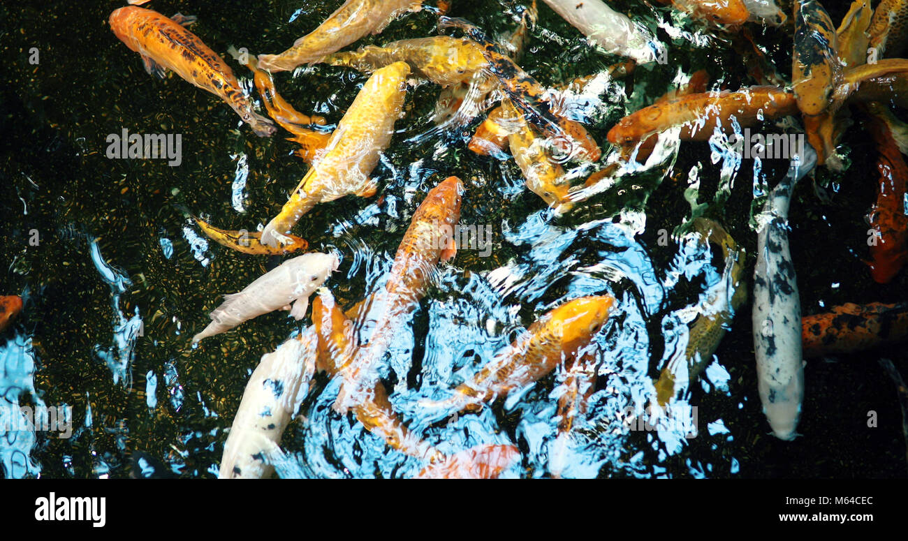 Gruppe von farbigen Koi Fische schwimmen im Teich Stockfoto
