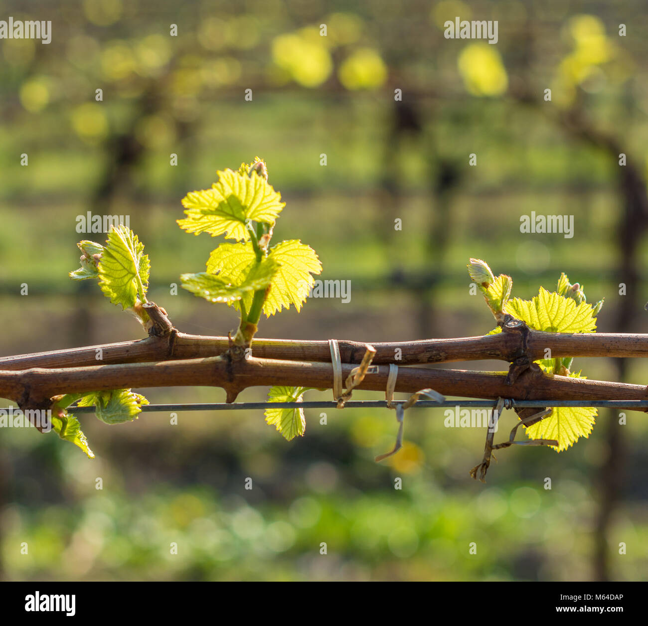 Junge grüne zarte Blätter der Trauben im Frühjahr. Selektive konzentrieren. Weinberg im Frühjahr. Die guyot Methode der Rebe Ausbildung Stockfoto