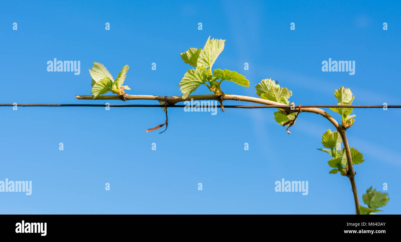 Junge grüne zarte Blätter der Trauben auf dem Hintergrund der blauen Himmel im Frühjahr. Weinberg im Frühjahr. Die Guyot Methode der Rebe Ausbildung Stockfoto