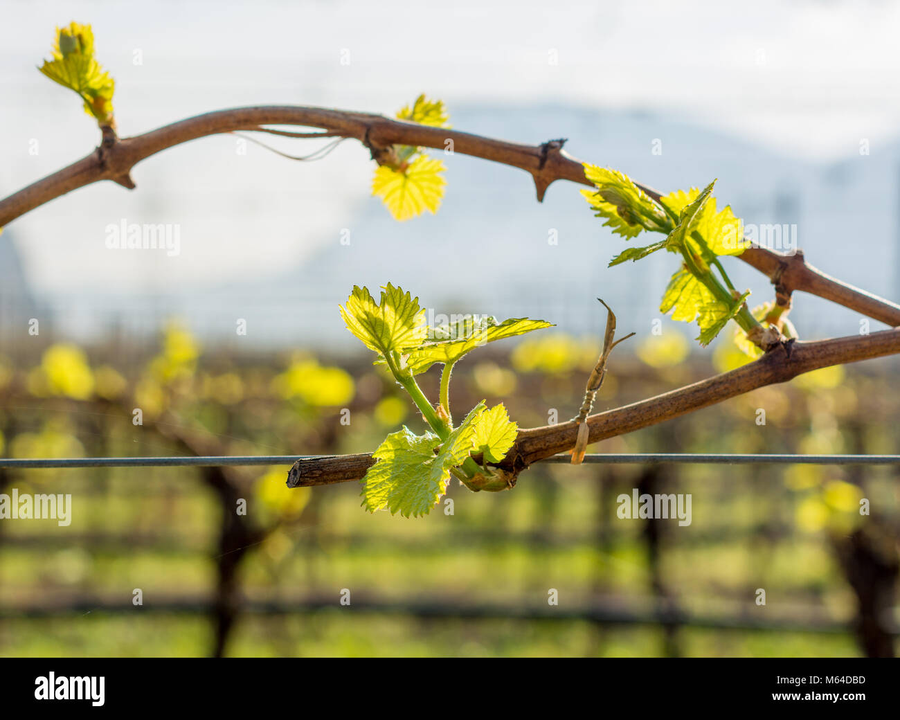 Junge grüne zarte Blätter der Trauben im Frühjahr. Selektive konzentrieren. Weinberg im Frühjahr. Die Guyot Methode der Rebe Ausbildung Stockfoto