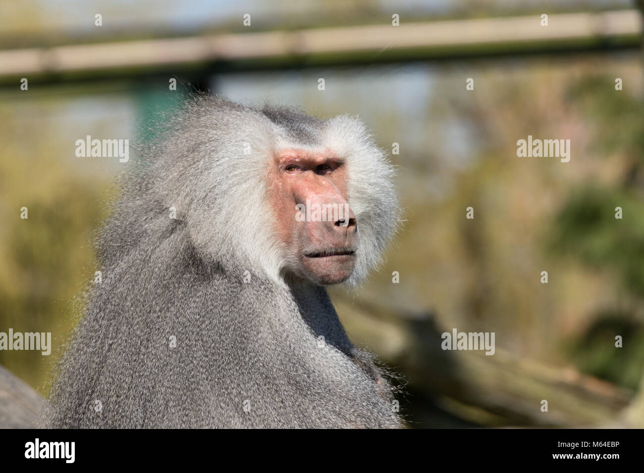 Ernsthafte suche Hamadryas baboon erwachsener Männer. Stockfoto