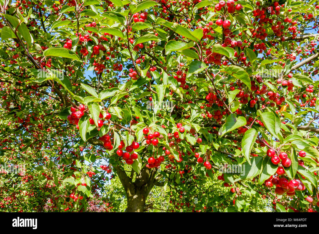 Crabapple Bäume mit roten Holzäpfel von Sonnenschein gegen den blauen Himmel beleuchtet. Stockfoto