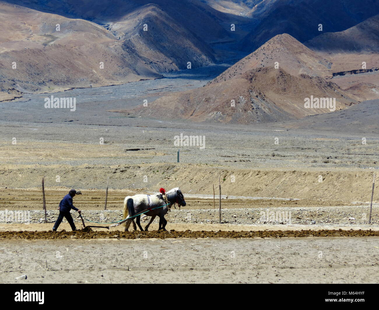 Das Pflügen mit Pferden auf der Straße zwischen Shigatse und Gyantse in der Provinz Tsang, Tibet Stockfoto
