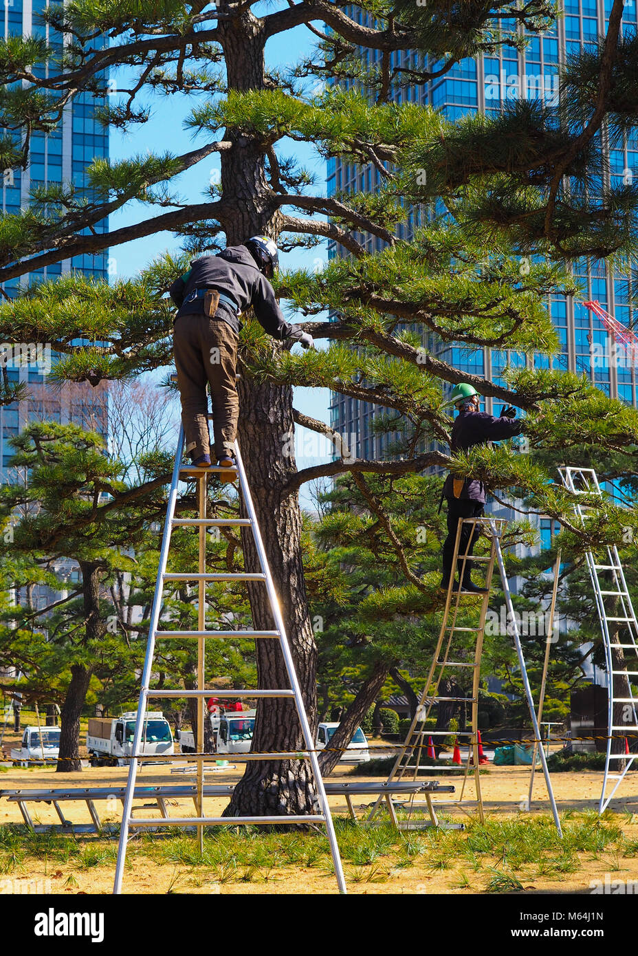 Ein paar arborists, Baum, Chirurgen, bei der Arbeit in Tokio, Japan. Ein hoher Bonsai stil Japanische Schwarzkiefer Pinus thunbergii, in der Innenstadt von Tokio Park Stockfoto