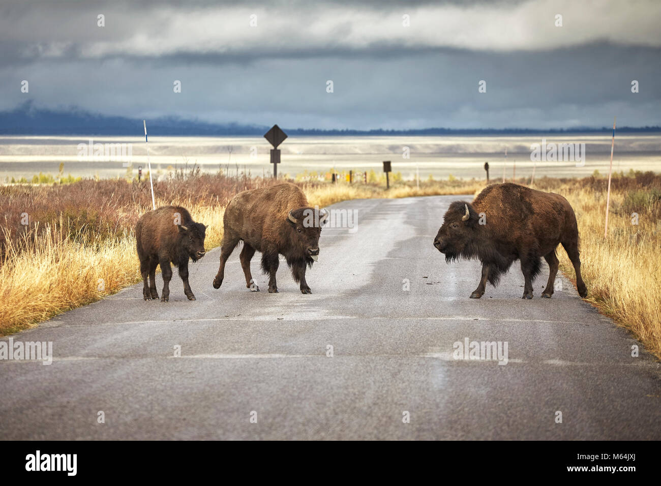 Bison Familie Überqueren einer Straße im Grand Teton National Park, Wyoming, USA. Stockfoto