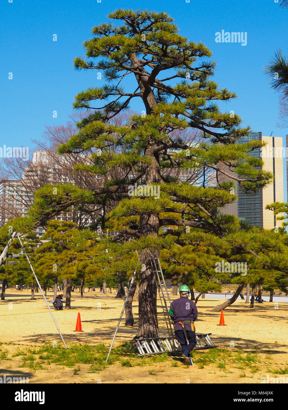 Eine Baumzüchter, Baum Chirurg, in Tokio, Japan. Ein hoher Bonsai stil Japanische Schwarzkiefer Pinus thunbergii, in der Innenstadt von Tokio Park Stockfoto