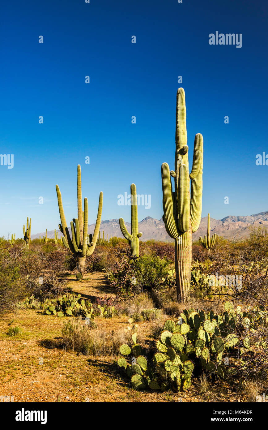 Saguaro, Kaktus Forest Drive, Rincon Mountain District, Saguaro National Park, Sonoran Wüste, Arizona, USA Stockfoto