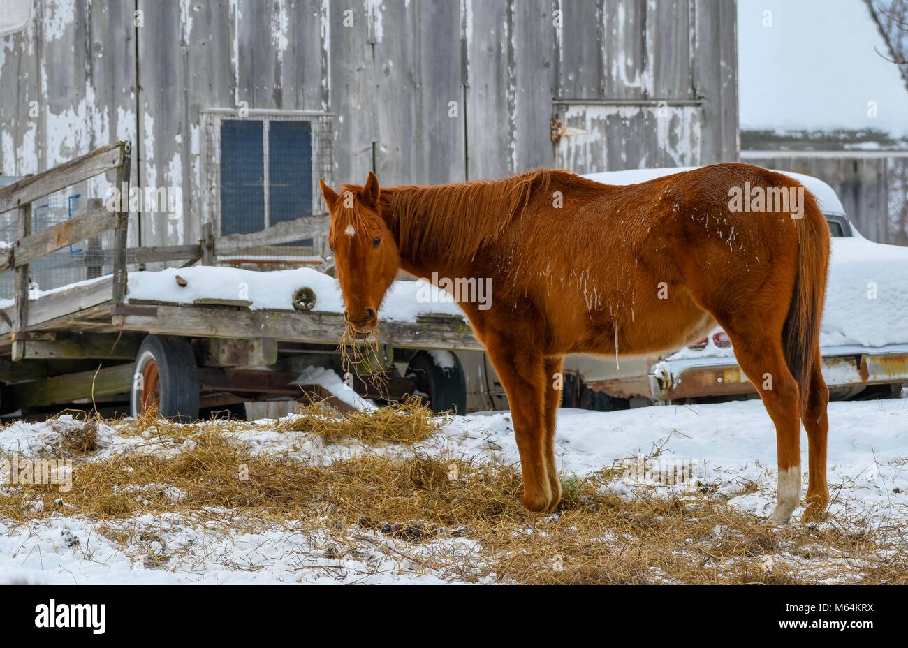 Horse Farm in Iowa Stockfoto