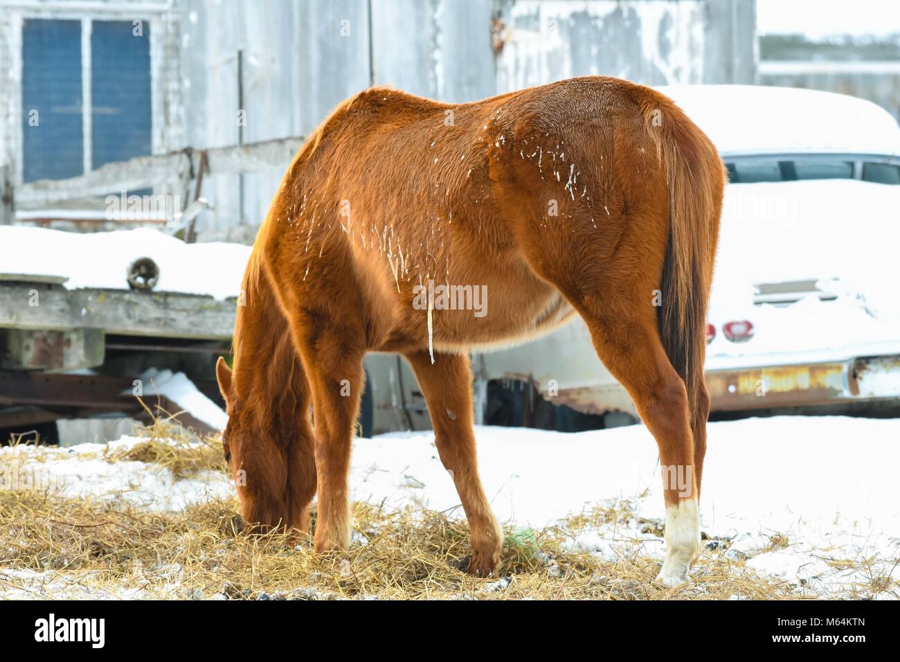 Horse Farm in Iowa Stockfoto