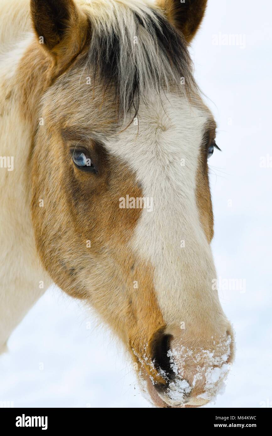 Horse Farm in Iowa Stockfoto