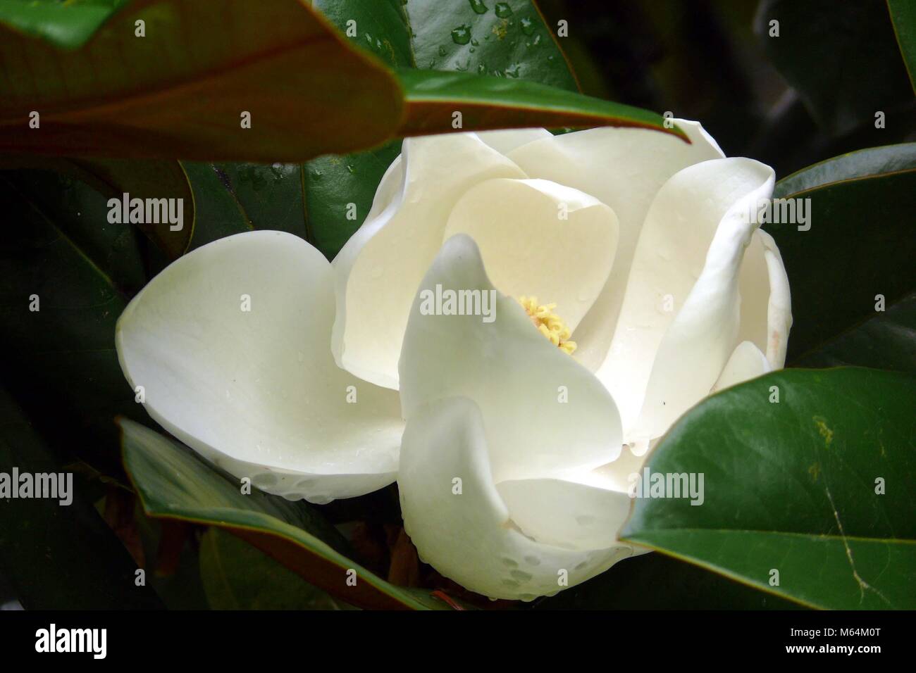 Magnolia mit Regentropfen. Bei Hodges Gardens State Park in Louisiana. Stockfoto