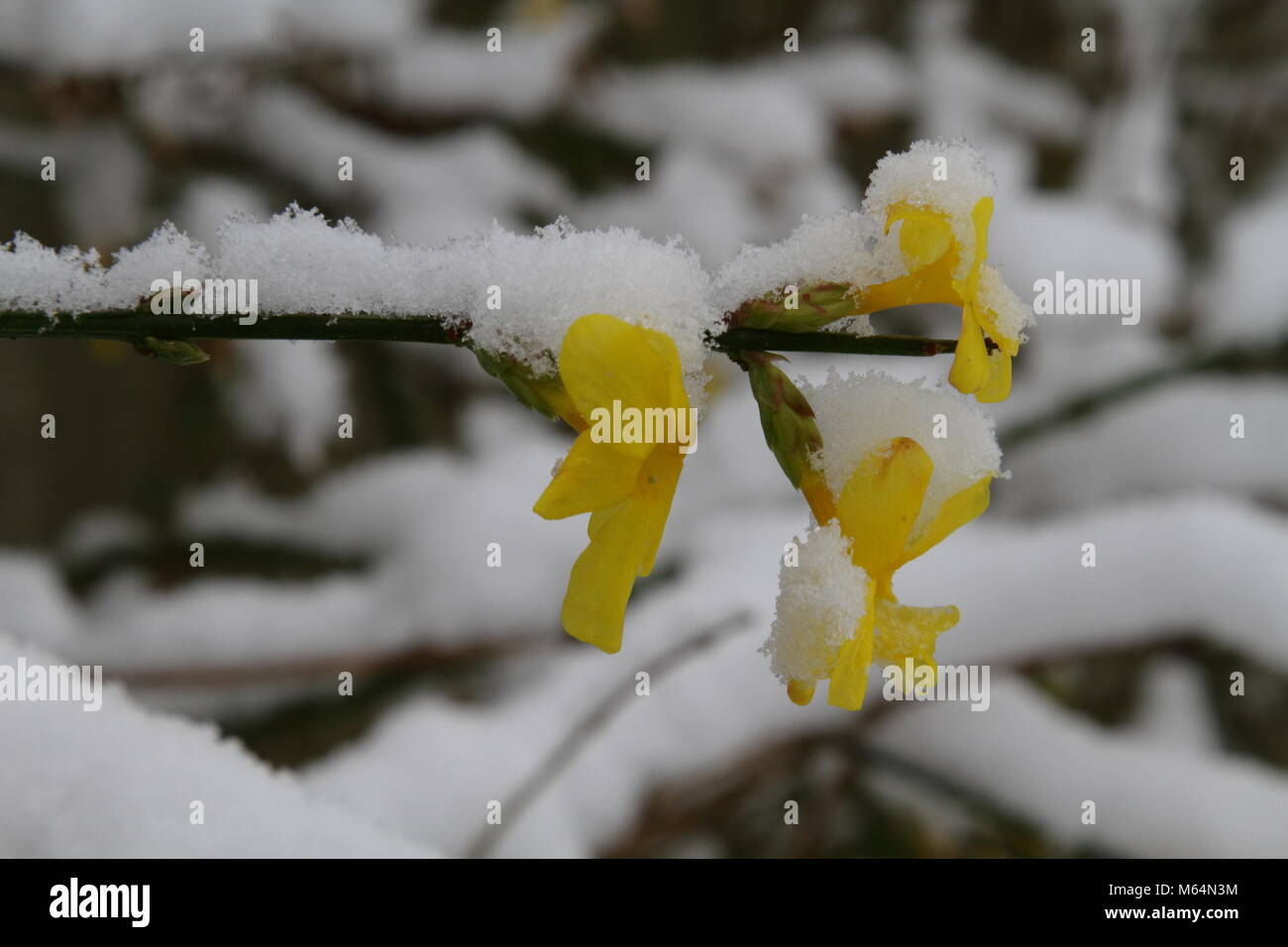 Schnee bedeckt Jasmin nudiflorum Stockfoto