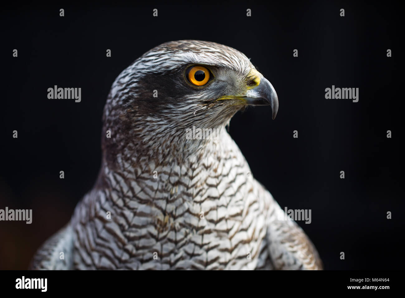 Kopf Portrait von erwachsenen weiblichen Northern Goshawk Stockfoto