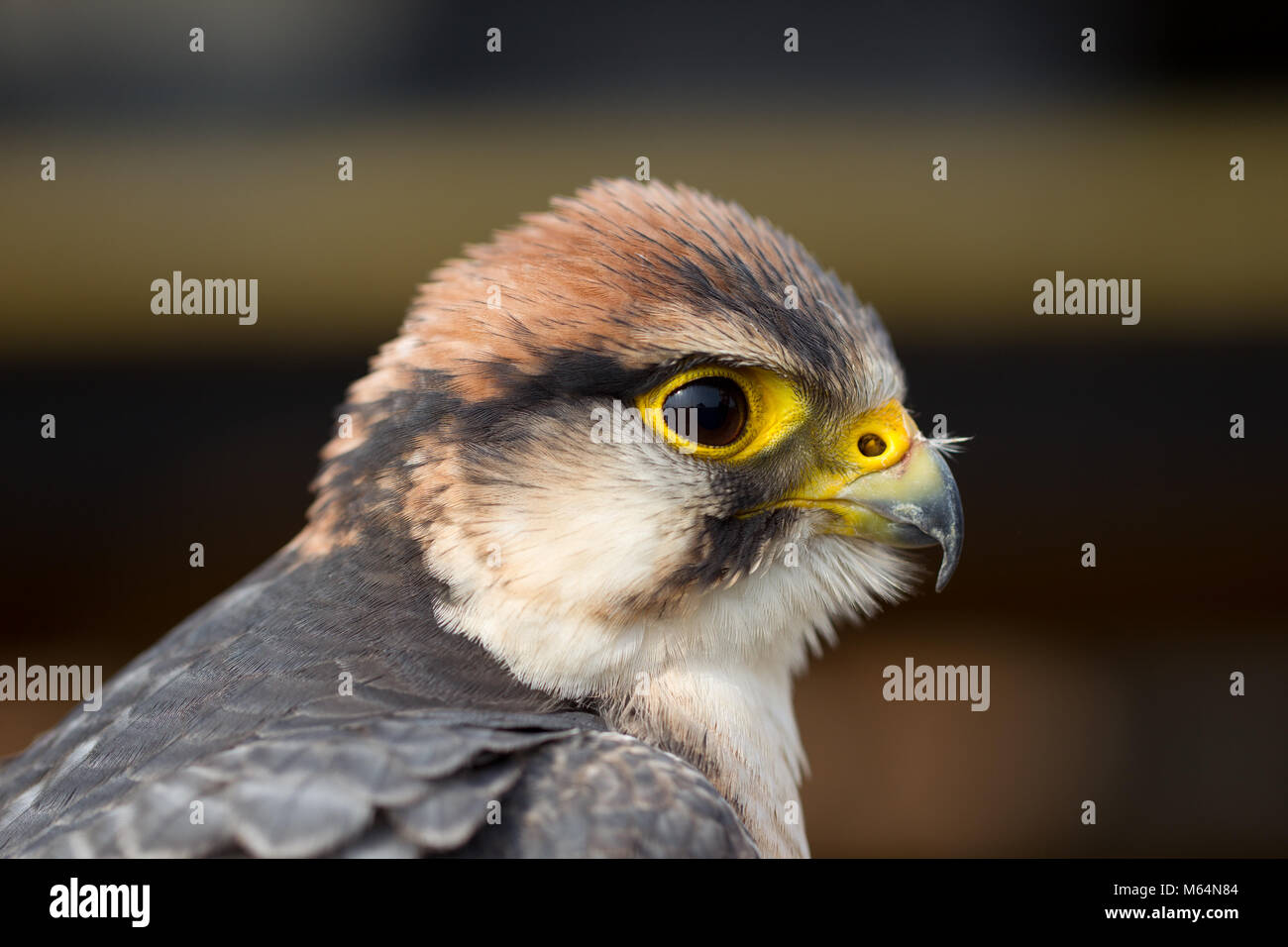 Kopf detail von Erwachsenen Lannerfalke (Falco biarmicus) an Heringe Green Farm Falconry Centre Stockfoto