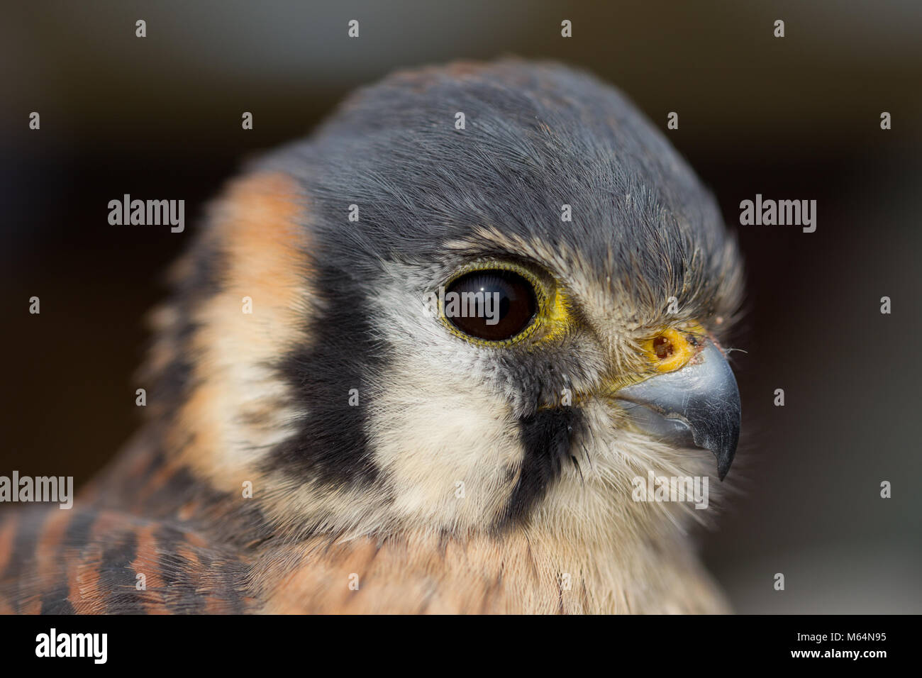 Kopf Portrait von männlichen Amerikanische Kestrel auf Heringe Green Farm Falconry Centre Stockfoto