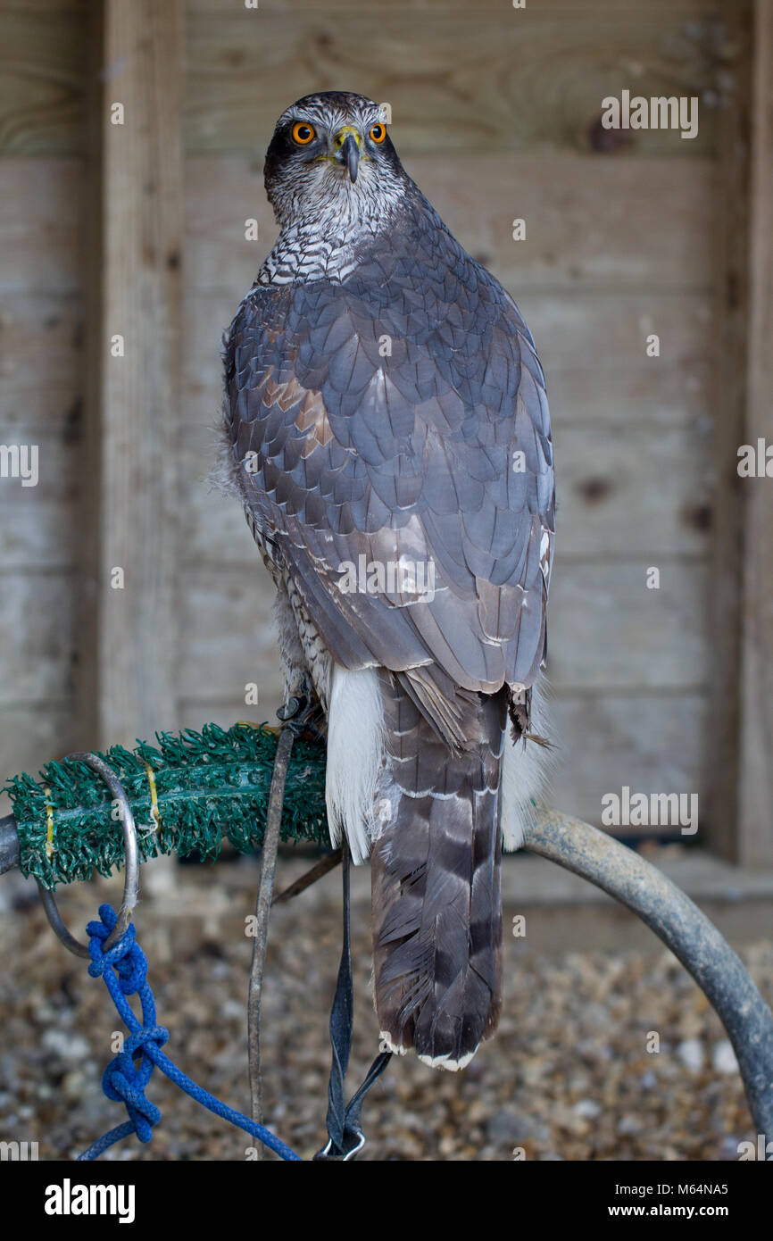 Captive erwachsenen weiblichen Northern Goshawk bei Heringen Green Farm Falconry Centre Stockfoto