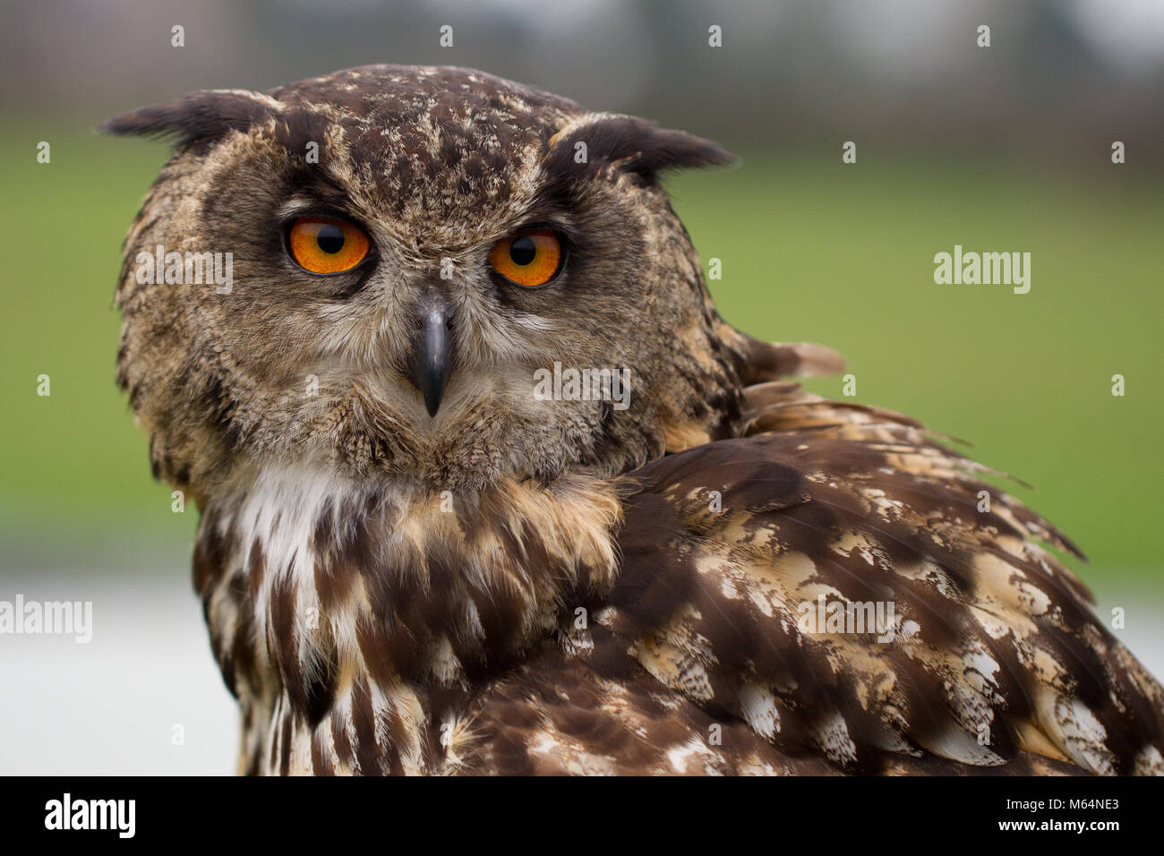 Europäische Uhu an Heringe Green Farm Falconry Centre Stockfoto