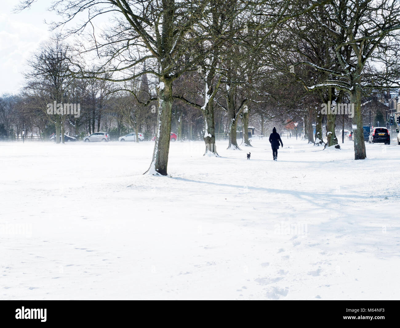 Dog Walker auf der Streu im Schnee in Harrogate, North Yorkshire England Stockfoto