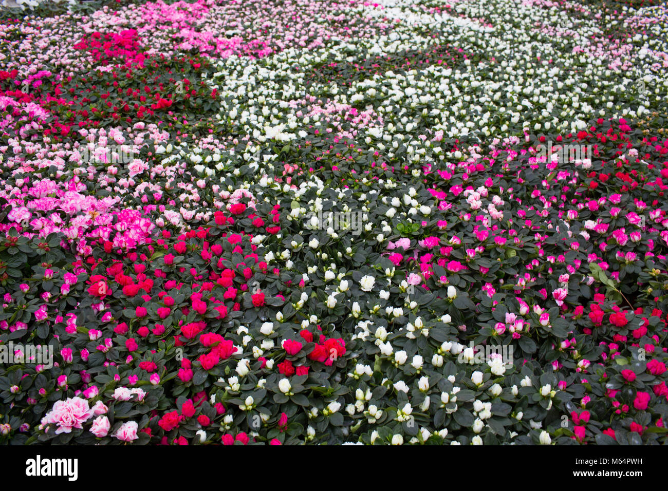 Anbau Rosen in einem Gewächshaus Stockfoto