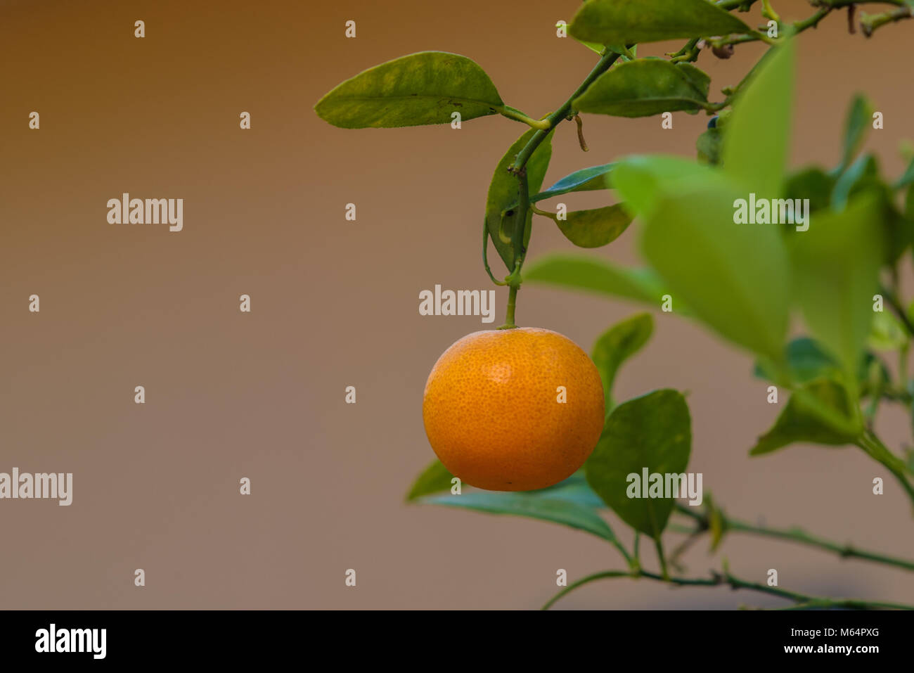 Organic Orange Garden für gesunde, orange mit Vitamin Stockfoto