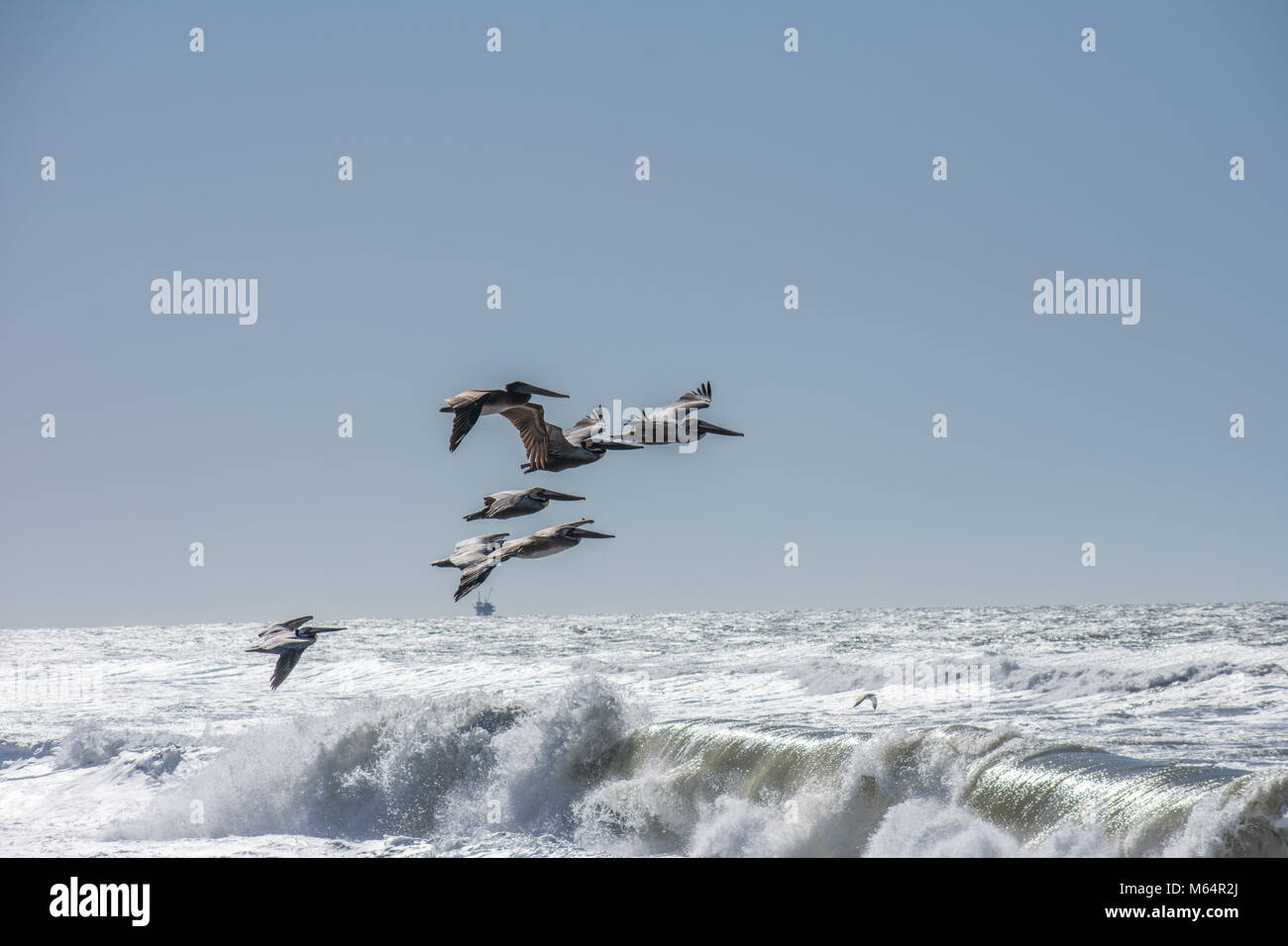Pelikane Stockfoto