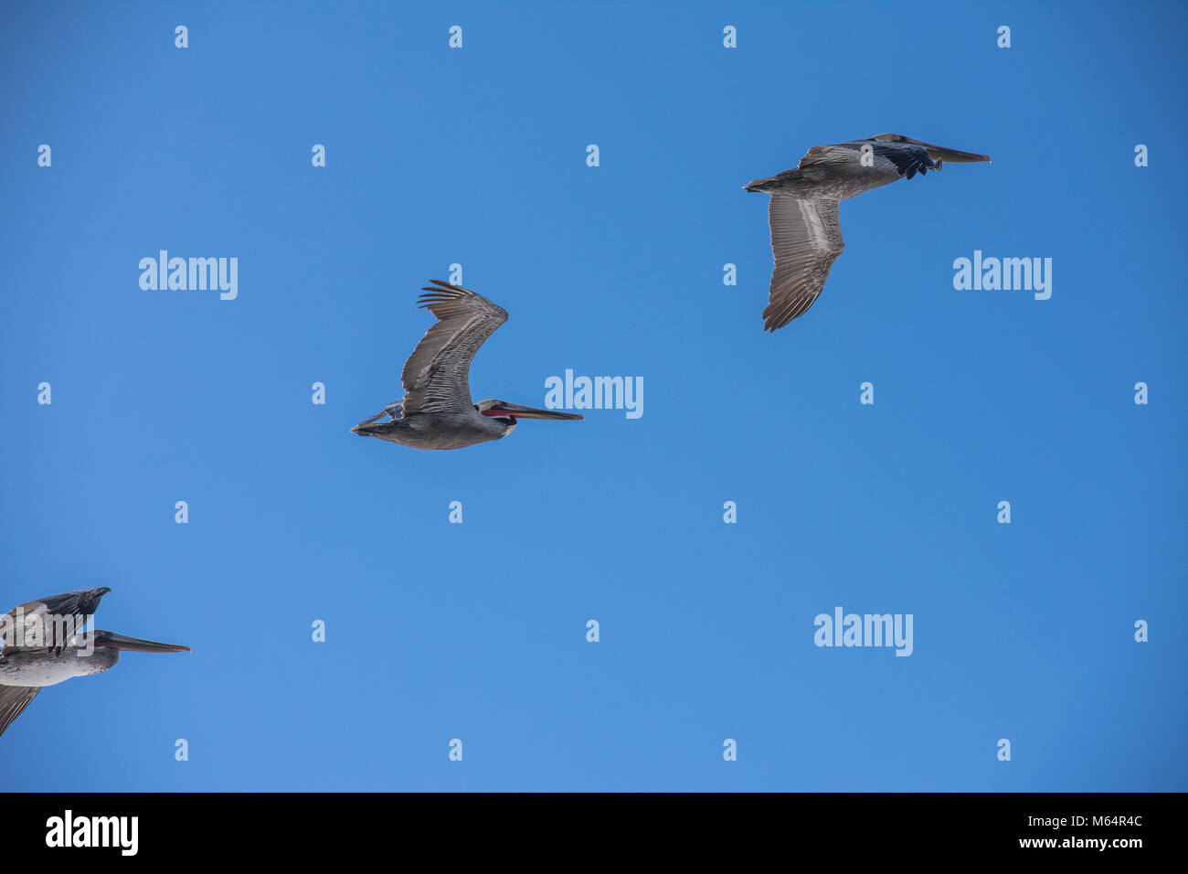 Pelikane Stockfoto