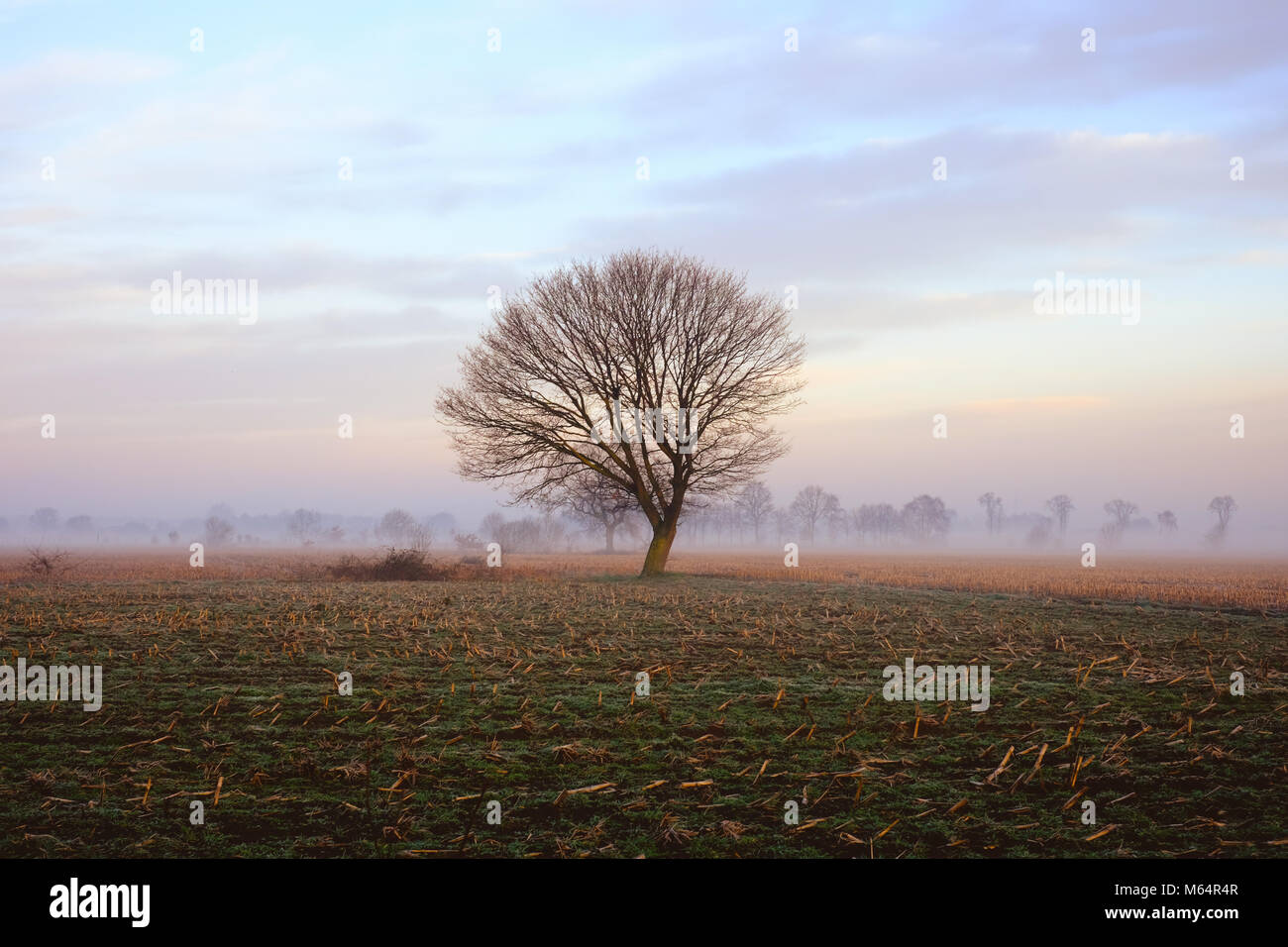 Einsamer Baum im Winter auf die Landschaft zwischen den Feldern, unter einem bunten und magischen Sonnenaufgang Himmel Stockfoto