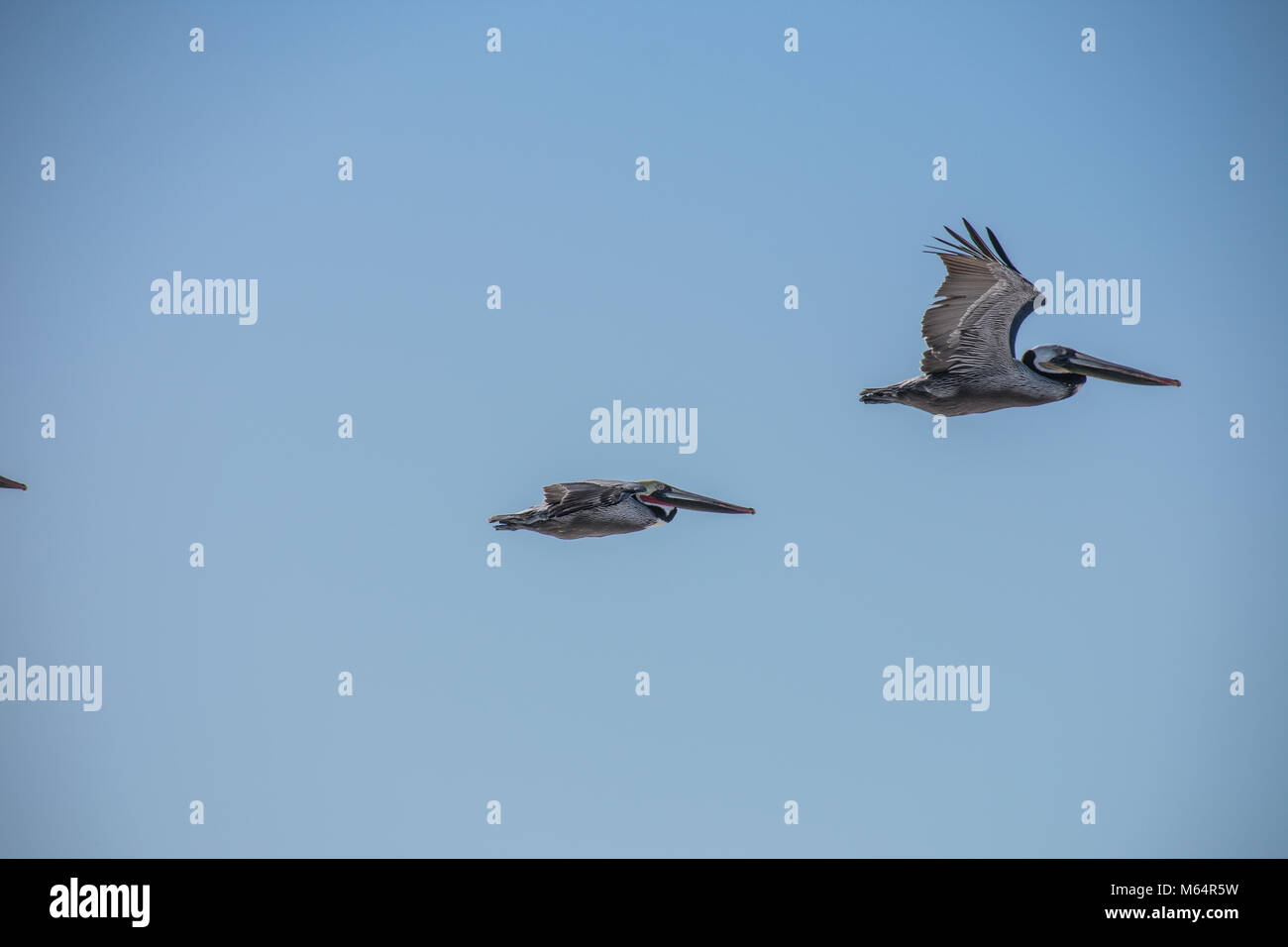 Pelikane Stockfoto
