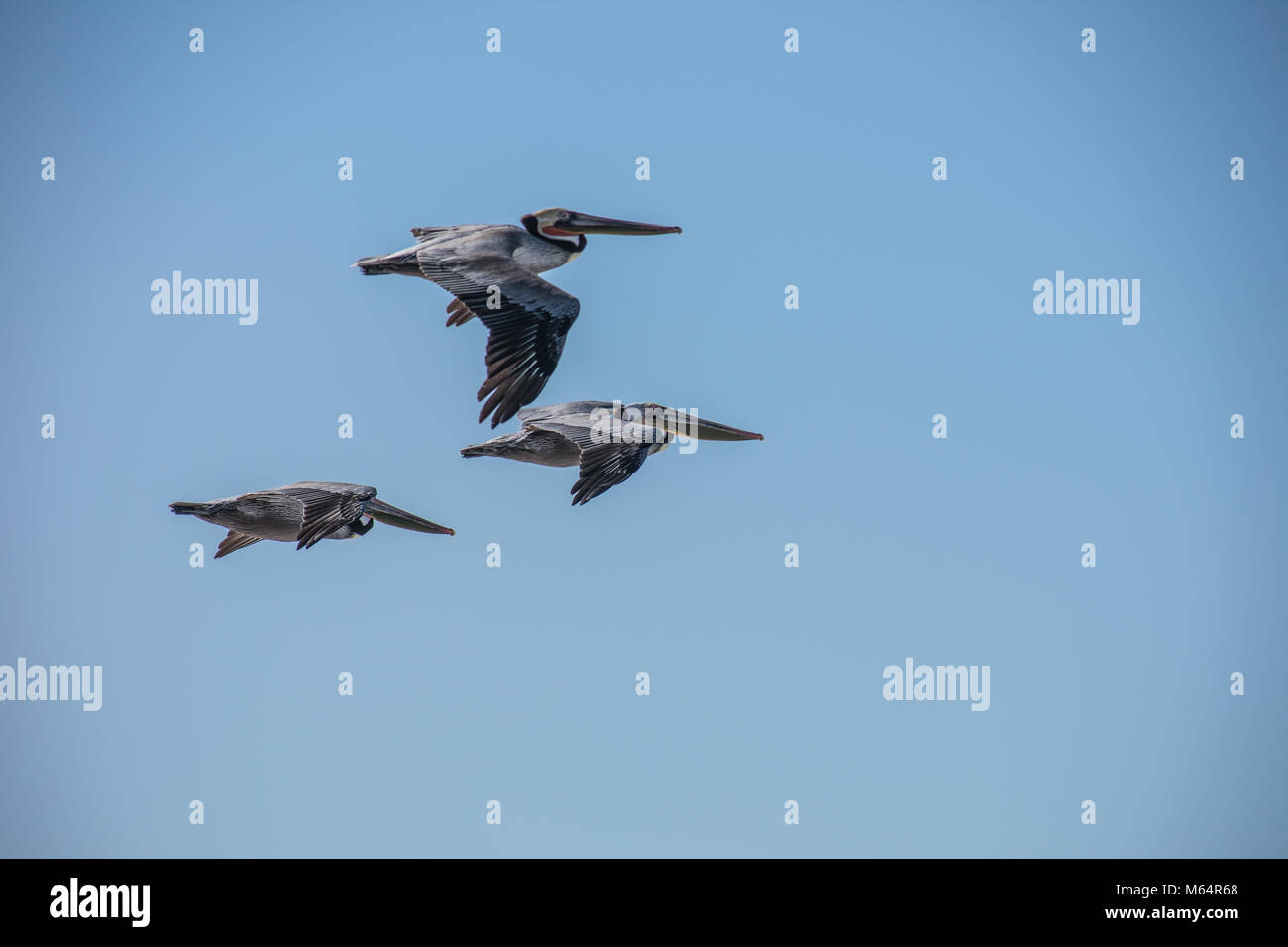 Pelikane Stockfoto