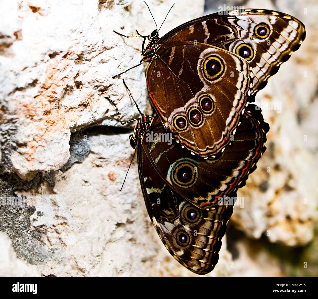 Botanischer Park in Coral Gables, Florida. Stockfoto