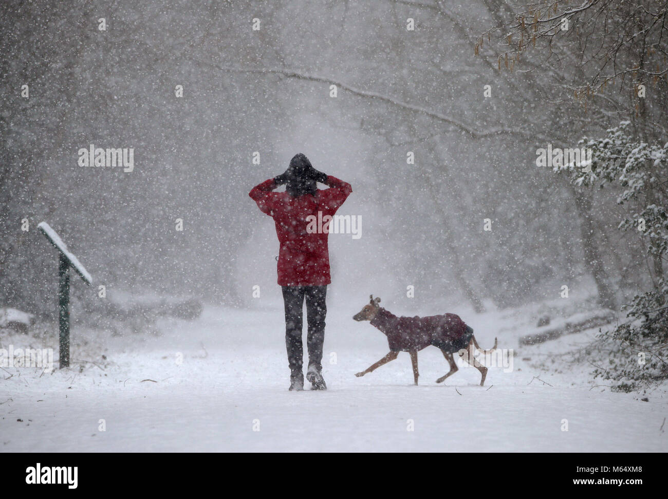 Eine Frau, die zu ihrem Hund entlang der Parklandschaft vom Naturschutzgebiet in London, als schwere Schnee- und Sub-zero Bedingungen haben verdorben Großbritanniens Straßen, Eisenbahnen und Flughäfen, mit Verspätungen und Annullierungen. Stockfoto