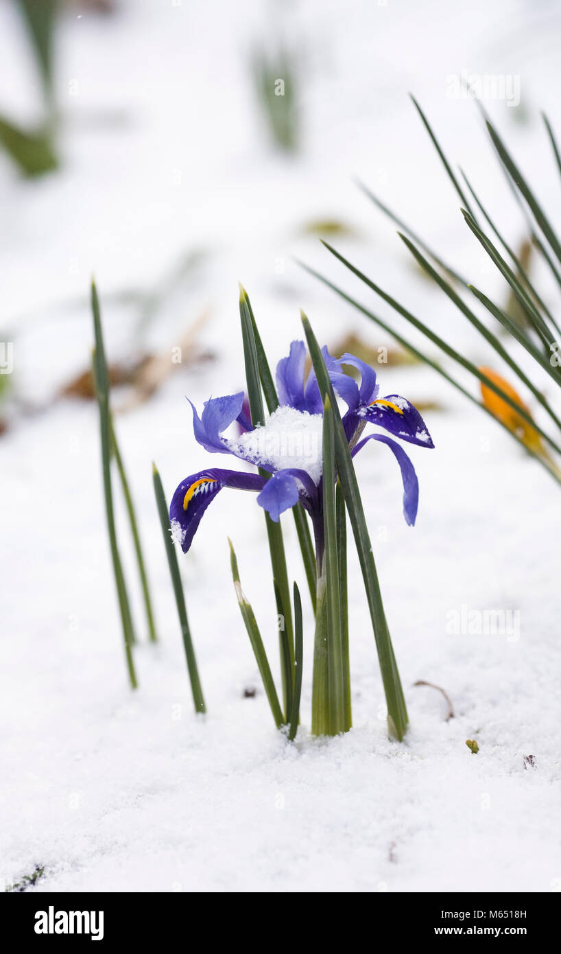 Iris reticulata 'Harmony' Blumen im Schnee. Stockfoto