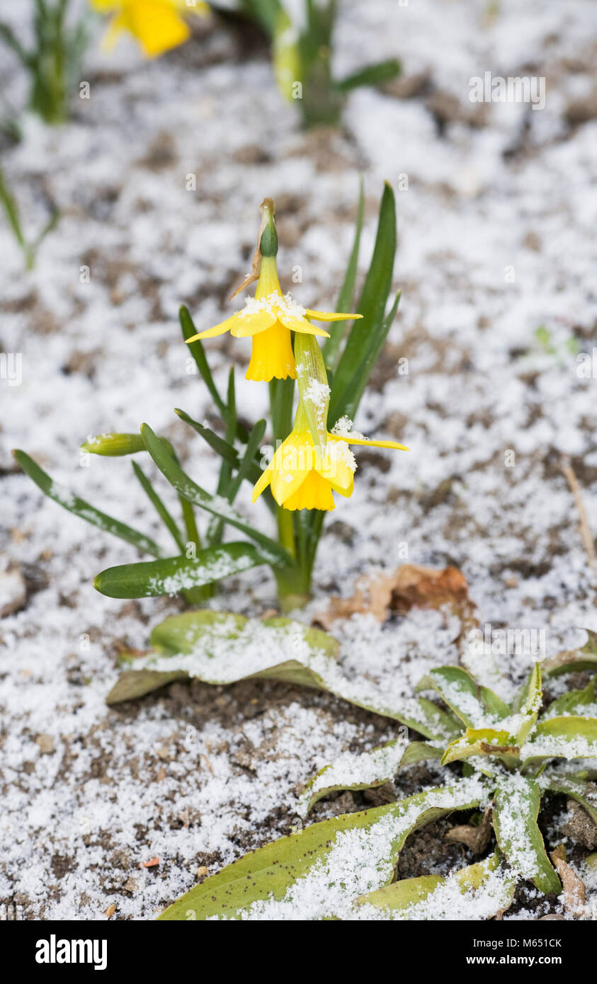 Zwerg Narzissen entstehen durch die schneebedeckten Boden. Stockfoto