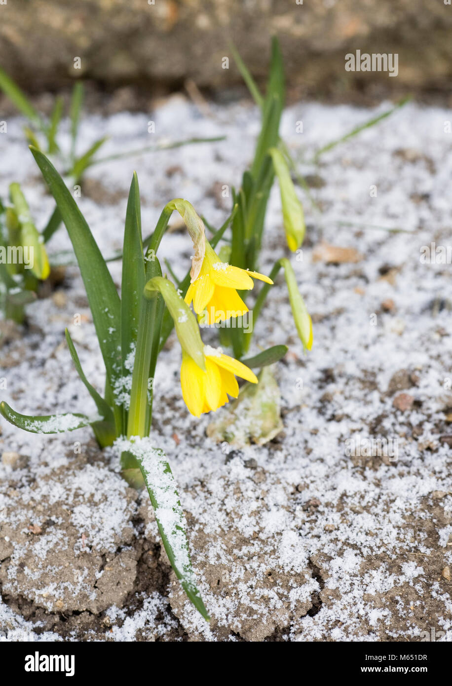 Zwerg Narzissen entstehen durch die schneebedeckten Boden. Stockfoto