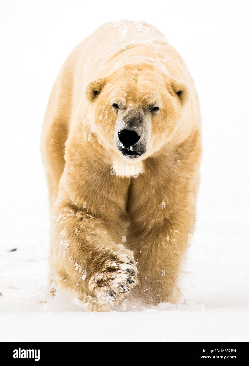 Victor der Eisbär genießt den Schnee am Yorkshire Wildlife Park in Doncaster, South Yorkshire, wie schwere Schnee- und Sub-zero Bedingungen haben verdorben Großbritanniens Straßen, Eisenbahnen und Flughäfen, mit Verspätungen und Annullierungen. Stockfoto