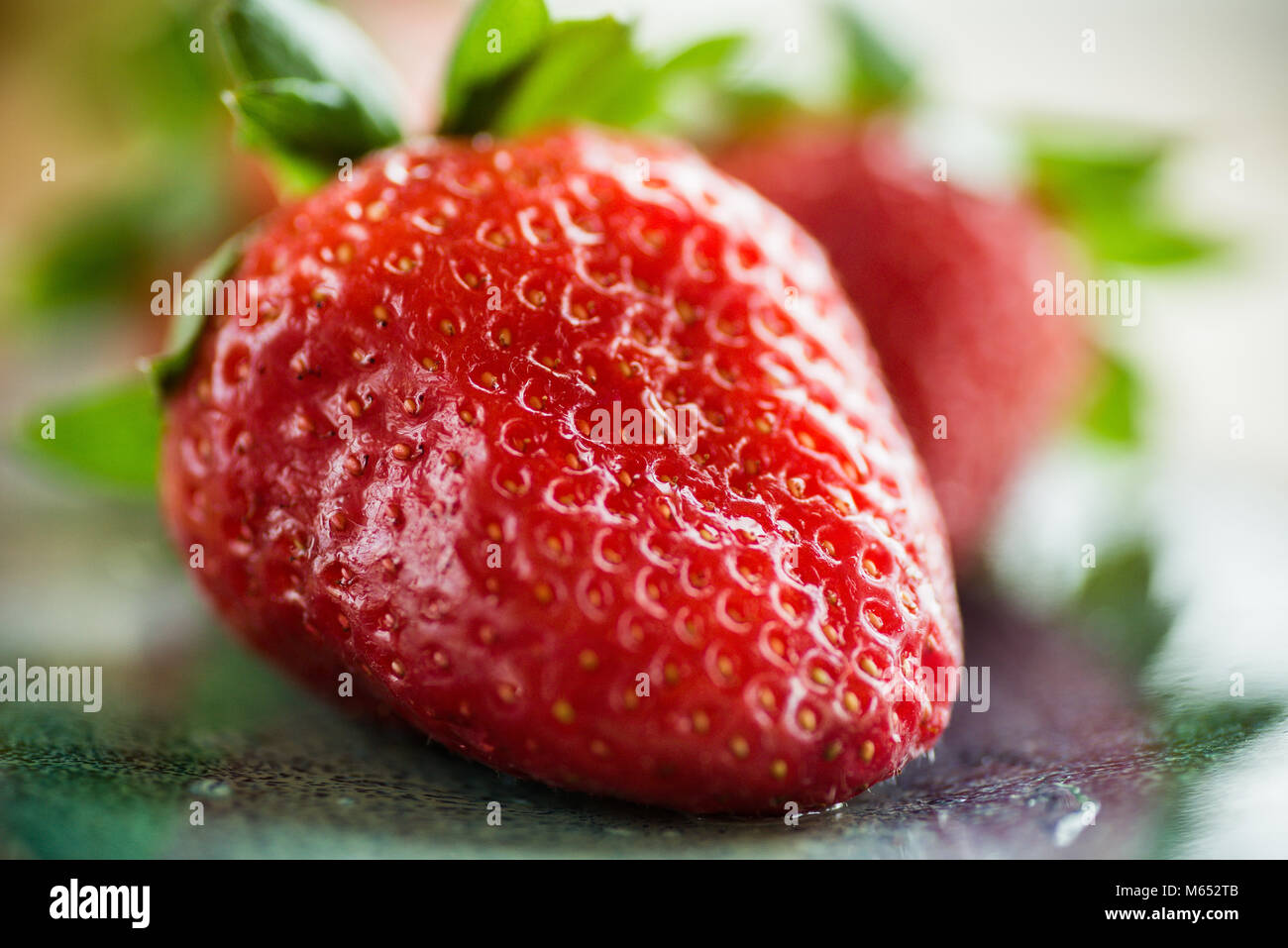 Lebendige Weinstock reif Frische rote Erdbeeren. Selektiver Fokus mit Platz für Text. Stockfoto