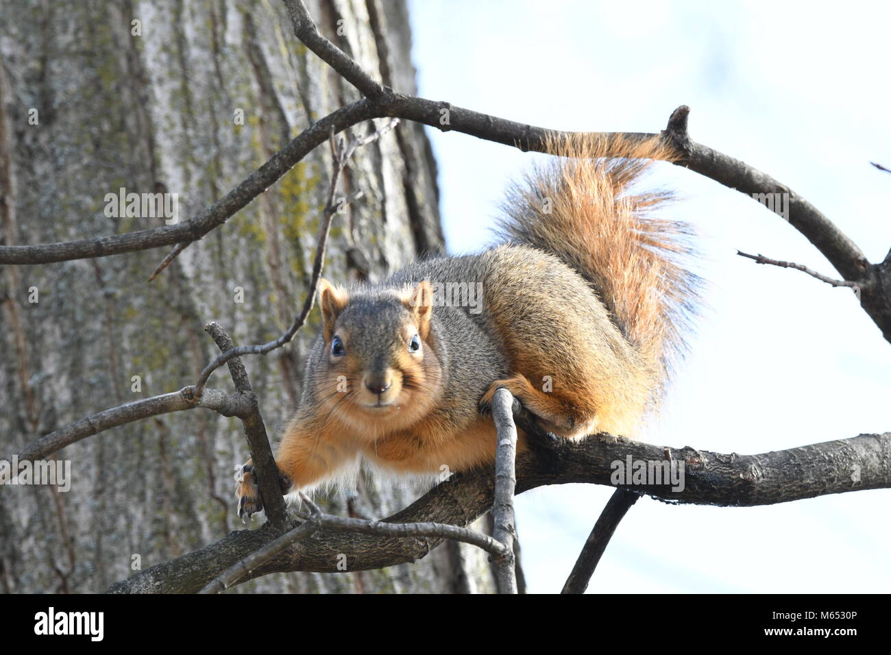 Eichhörnchen heraus hängen in einem Baum vor meinem Hintertür Stockfoto