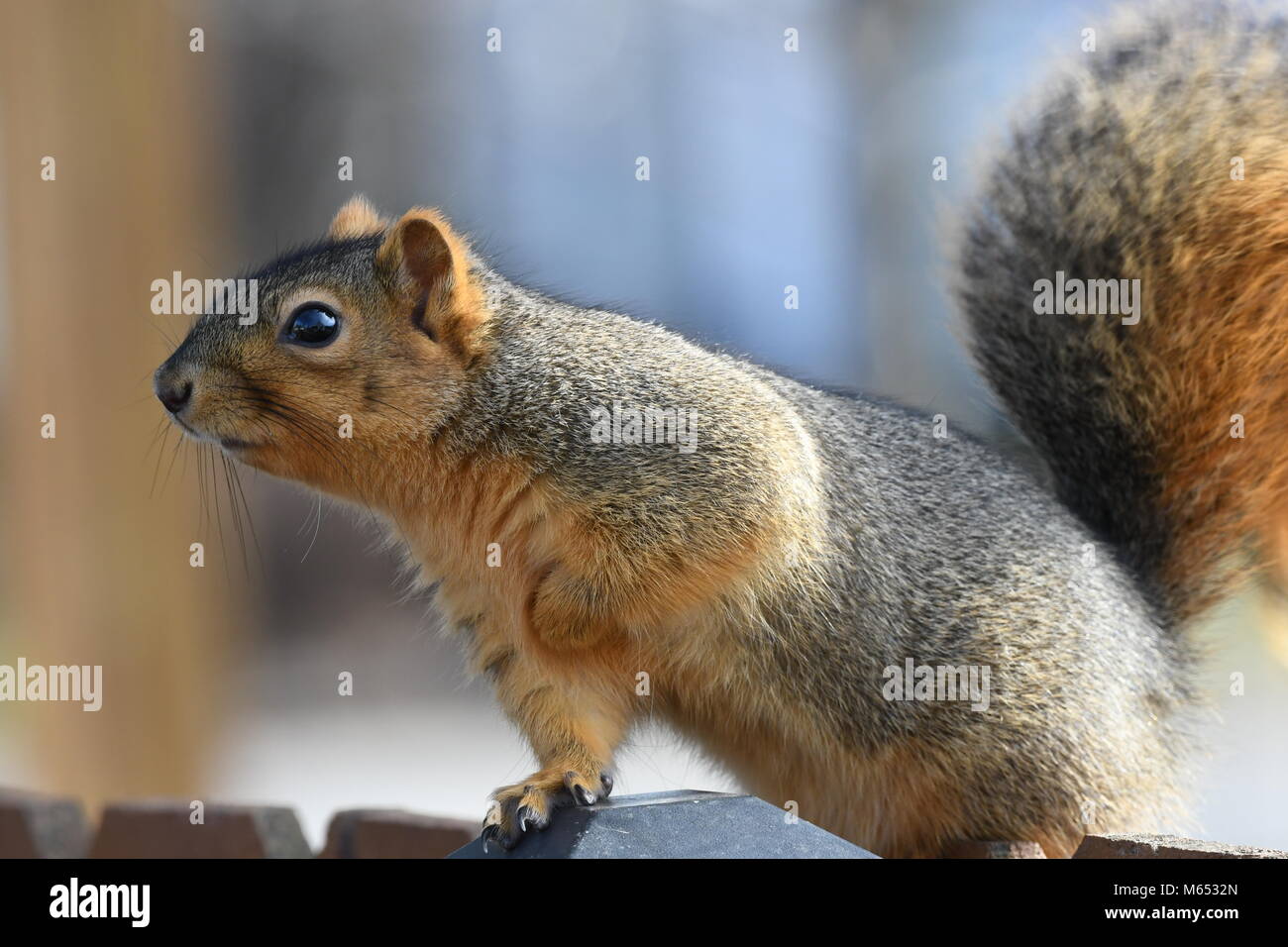 Eichhörnchen heraus hängen in einem Baum vor meinem Hintertür Stockfoto