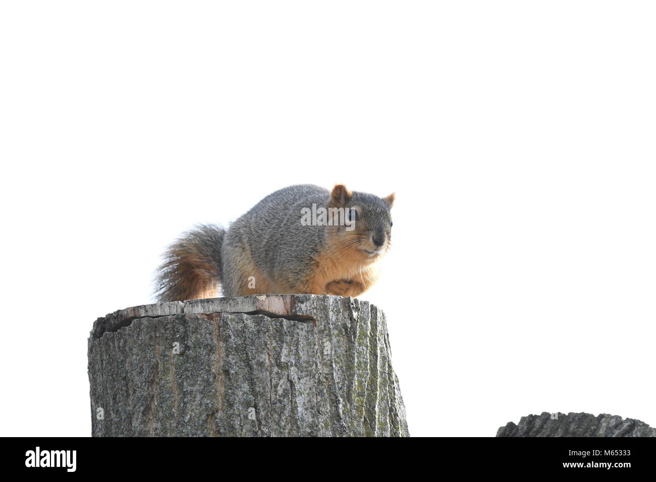 Eichhörnchen heraus hängen in einem Baum vor meinem Hintertür Stockfoto