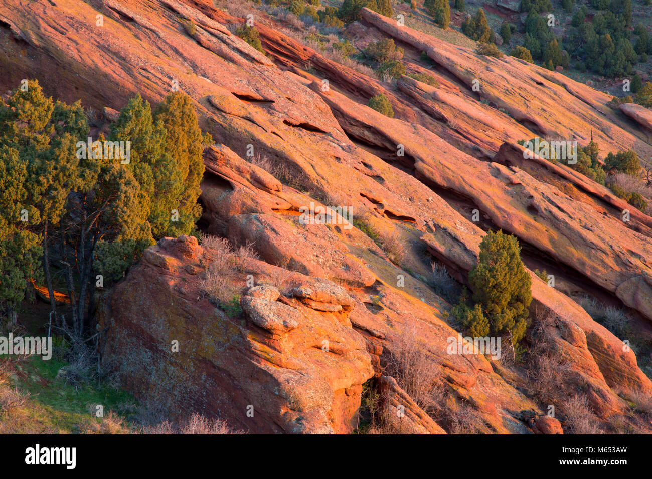 Roten Felsen mit Wacholder, Red Rocks Park, Jefferson County, Colorado Stockfoto