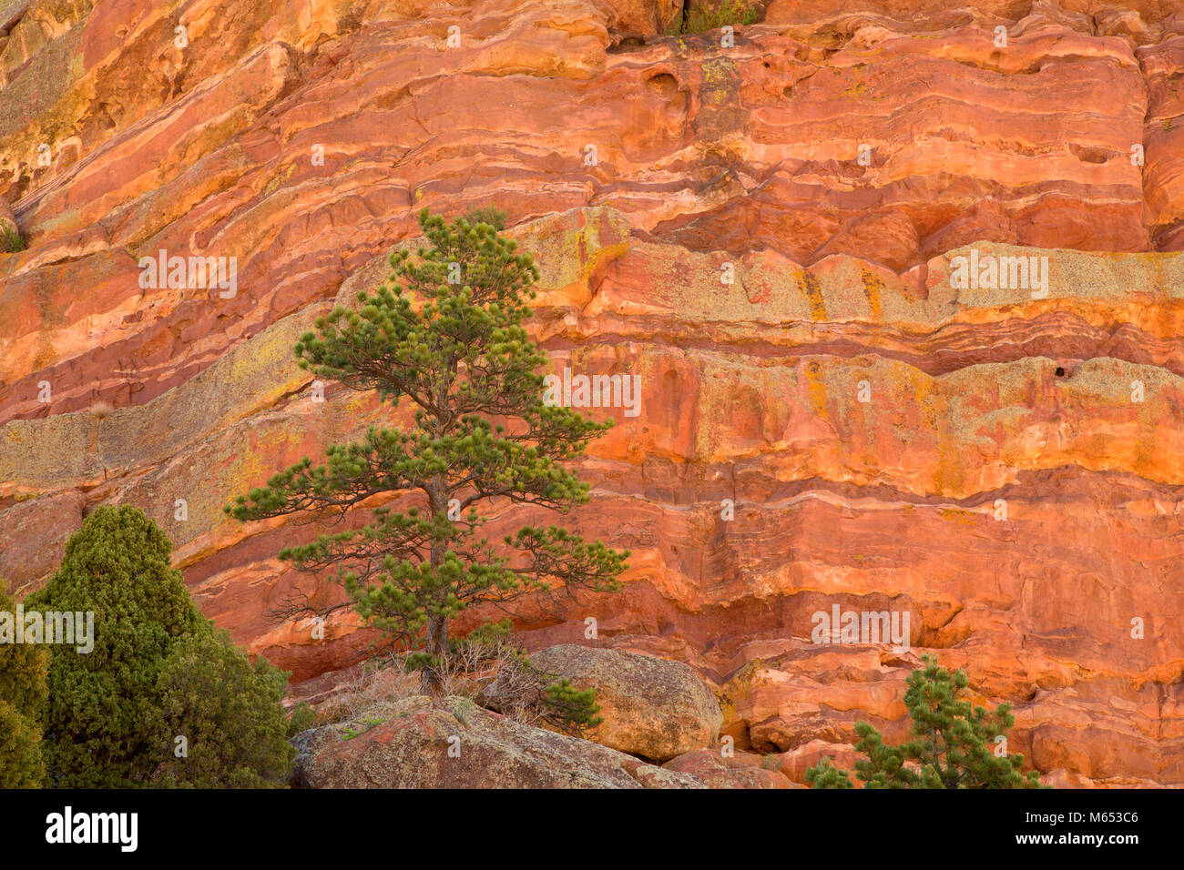 Red Rocks mit Kiefer, Red Rocks Park, Jefferson County, Colorado Stockfoto