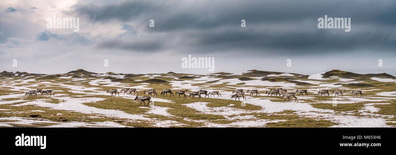 Herde Rentiere grasen, Südküste, Island Stockfoto