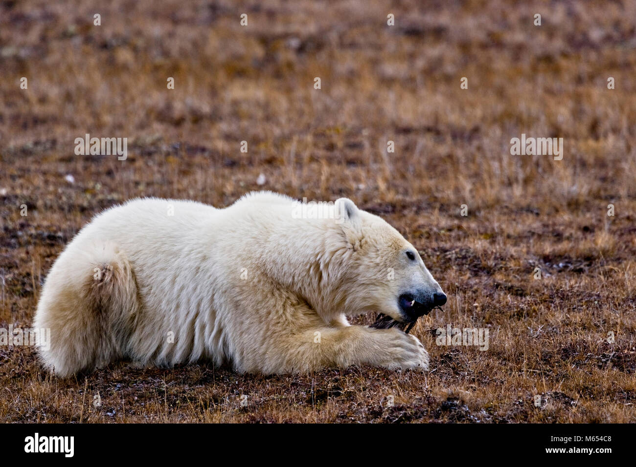 Eisbär Ursus Maritimus in der Churchill Wildlife Management Area, Hudson Bay, Churchill, Manitoba, Kanada. Stockfoto