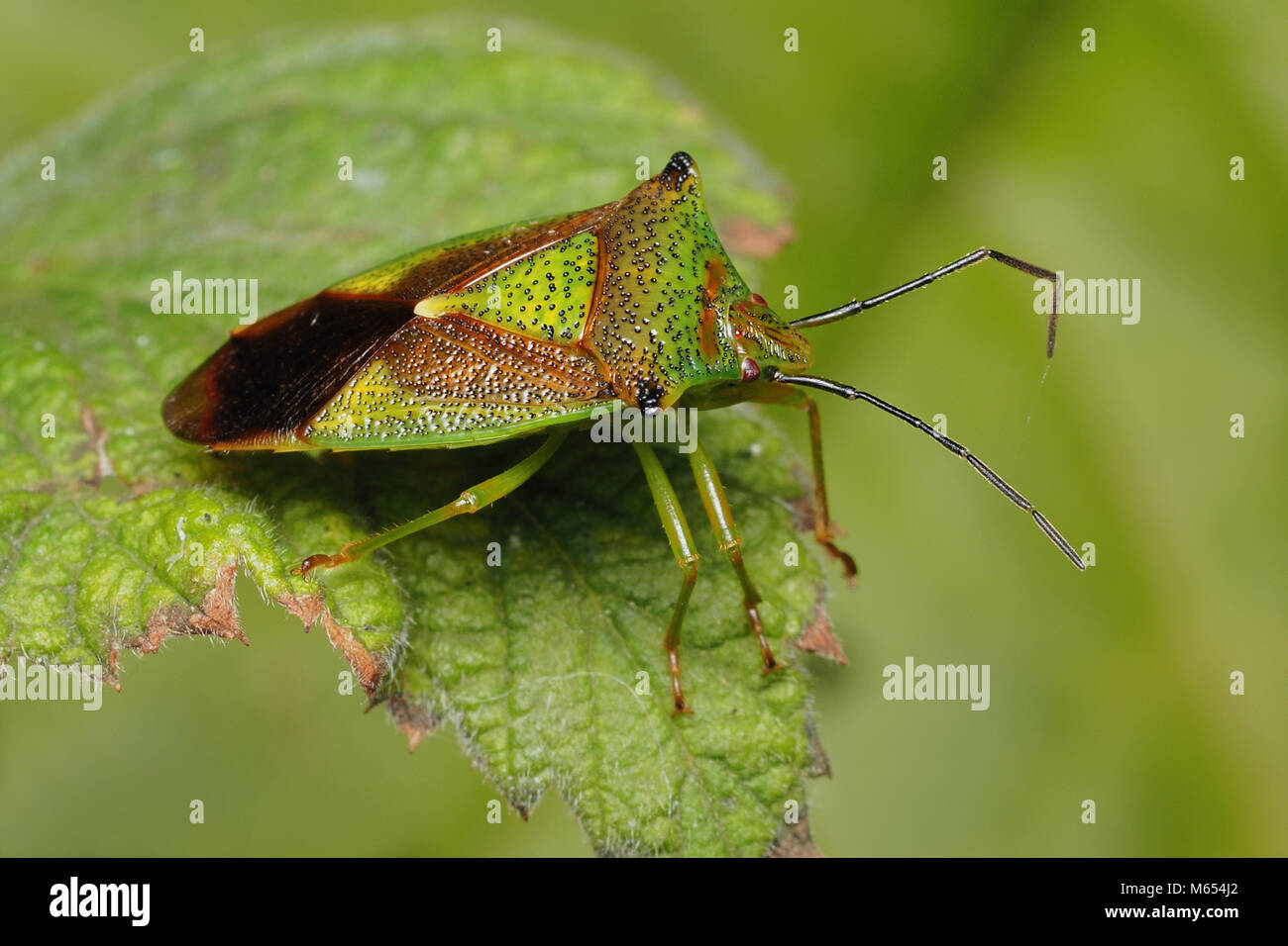 Weißdorn Shieldbug Erwachsener (Acanthosoma haemorrhoidale) ruht auf dornbusch Blatt. Tipperary, Irland Stockfoto