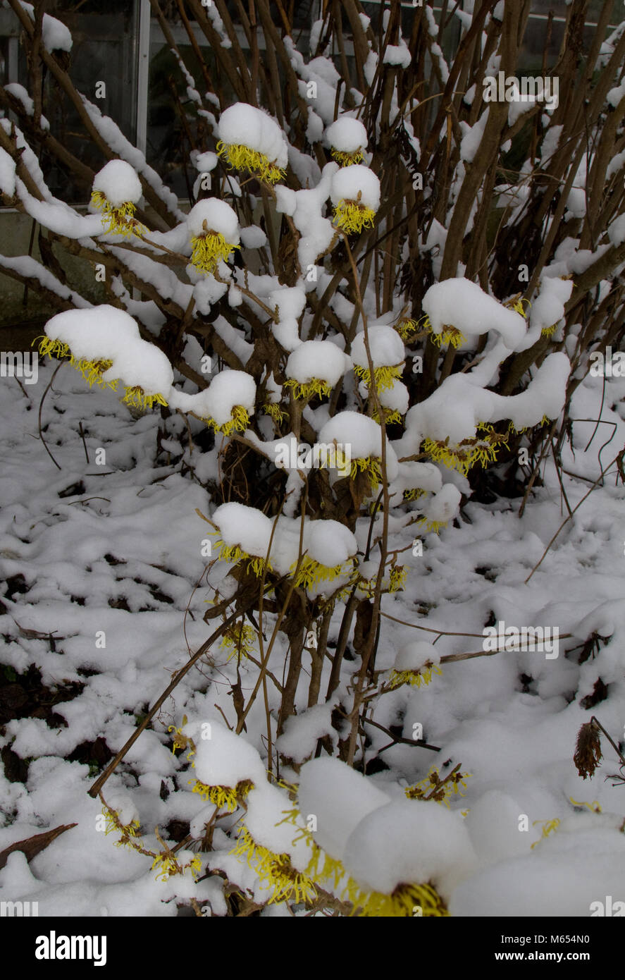 Hamamelis molis mit Schnee Stockfoto