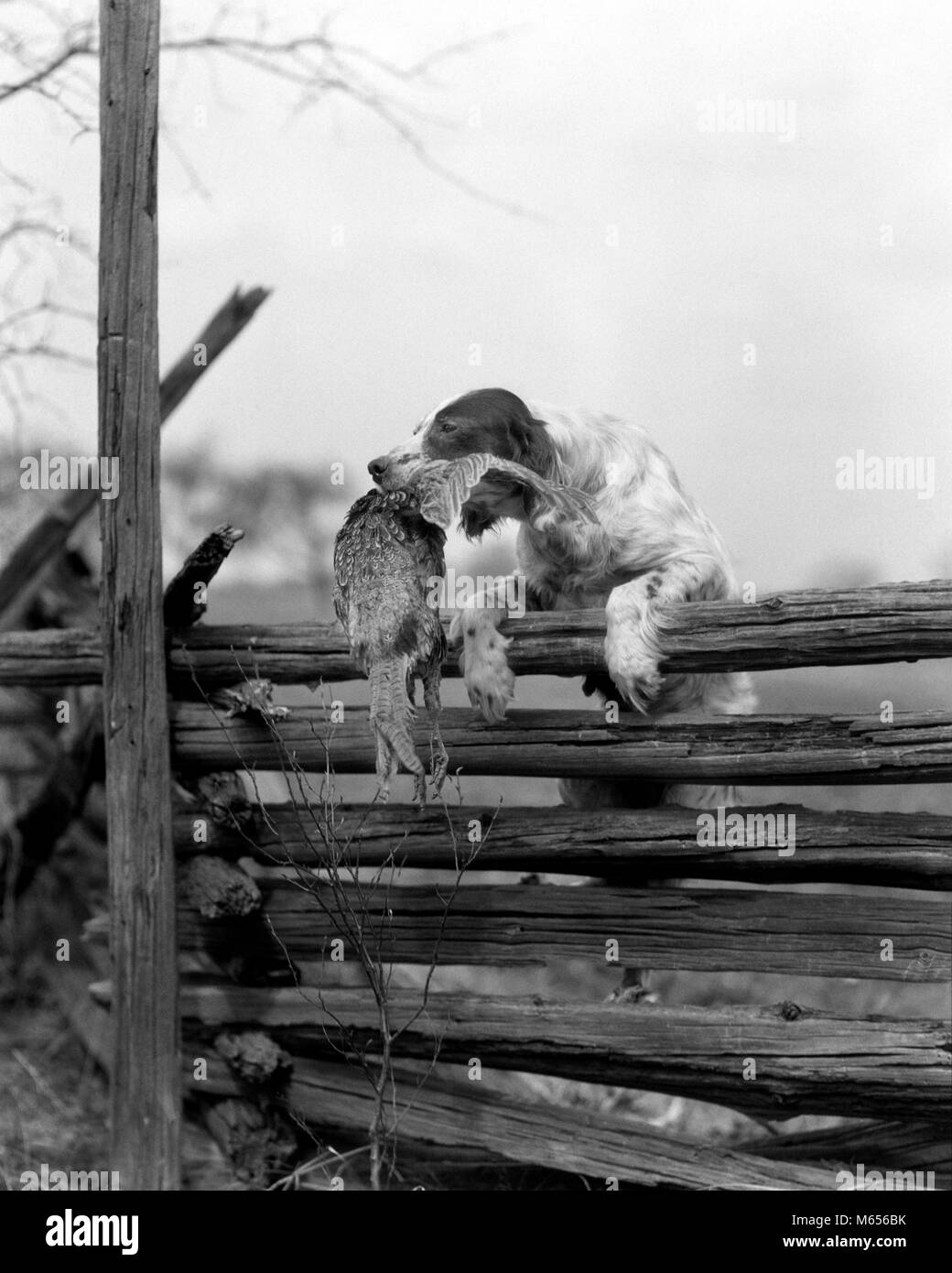 1920 s ENGLISH setter Hund klettern über HOLZZAUN MIT TOTEN Vogel FASAN IM MUND - d1376 HAR 001 HARS AUFREGUNG NIEMAND ERHOLUNG RETRIEVER WIRBELTIERE WARMBLÜTIGEN VÖGEL HUNDE GEFIEDERTEN SÄUGETIER ABRUFEN SETTER WILDLIFE WINGED B&W ZWEIBEINIGEN BIRD DOG SCHWARZ UND WEISS ALTMODISCHE weichen Mund Stockfoto