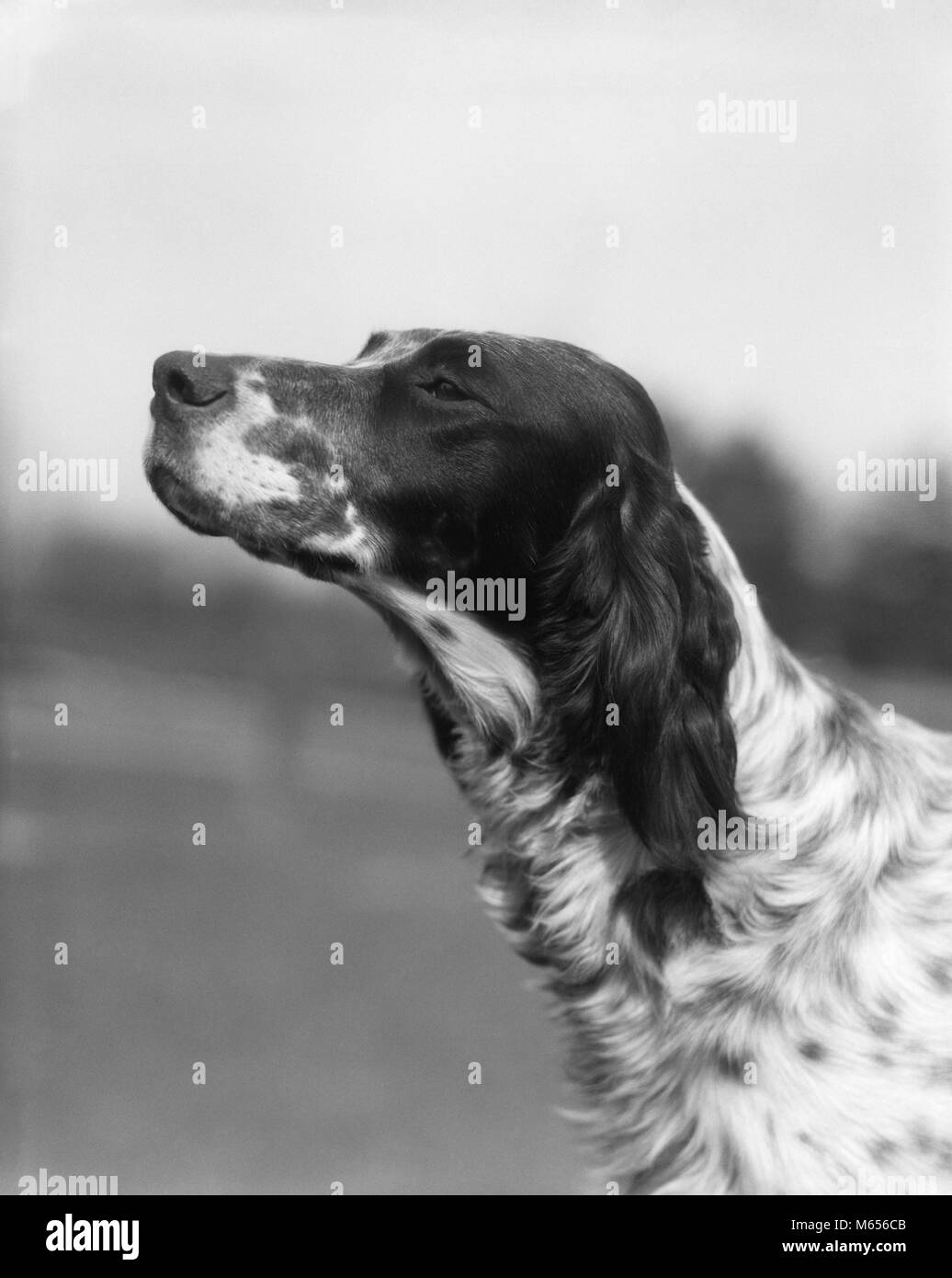 1930er Jahre PROFIL PORTRAIT ENGLISH setter Hund draußen riechen SCHNÜFFELN TESTEN AIR-d 2052 HAR 001 HARS ALTMODISCH Stockfoto