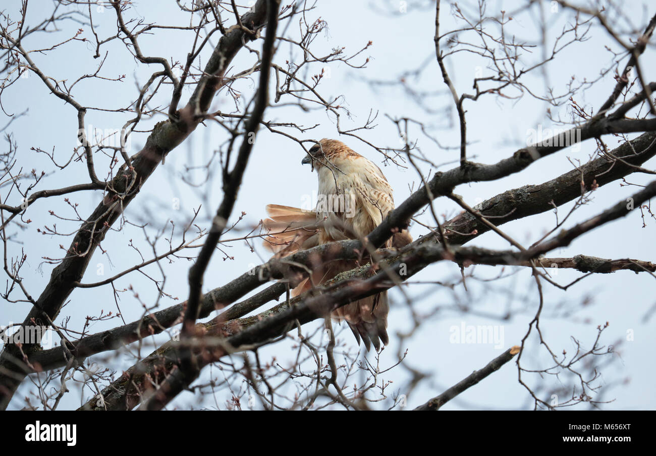 Northern Red-tailed Hawk, Lat.: Buteo jamaicensis, biegt seine Red Tail auf Maple Tree Branch in Mount Pleasant Friedhof, Toronto, Ontario, Kanada Stockfoto